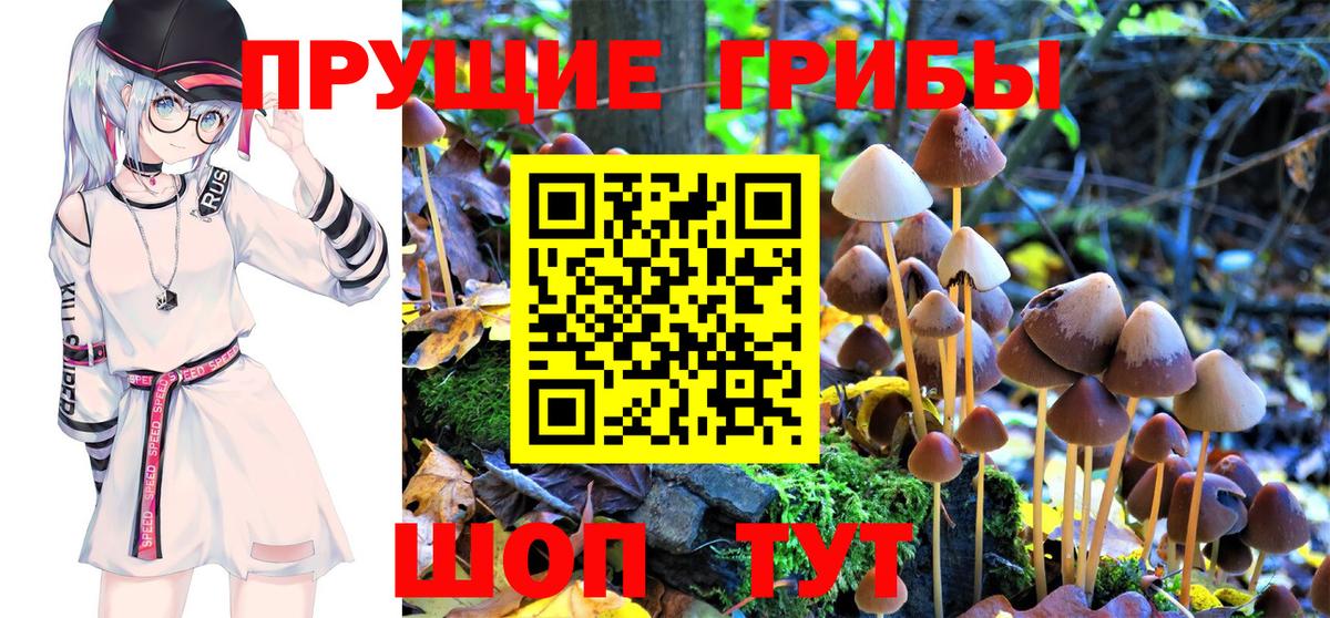Псилоцибиновые грибы Cubensis Нурлат